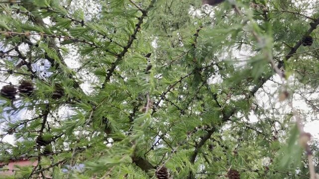 Low angle shot of larch branches and brown cones against the sky