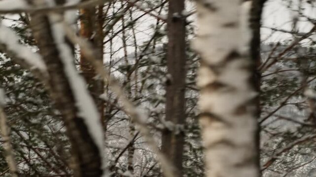 Snowy mountain framed by pine forest, closeup pines dusted with fresh snow, blurred trunks and branches creating intimate winter texture, landscape photographer scanning ridgeline, forest ecologist