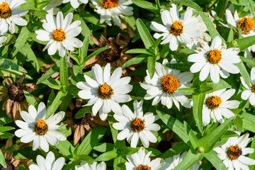 Fototapeta premium Full Bloom White Zinnia Angustifolia Flowers with Green Leaves Texture Background