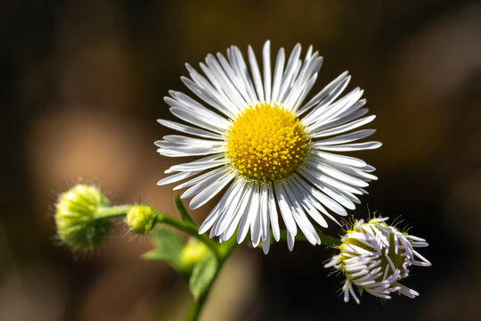 G&auml;nsebl&uuml;mchen