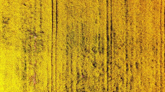 Thick yellow flowering canola field showing parallel tire tracks and agricultural patterns. Top down aerial view of dense yellow rapeseed plantation.
