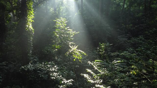 Soft sunlight penetrates the forest canopy, creating a mysterious atmosphere. Cifor, research forest of IPB University, Bogor, Indonesia.