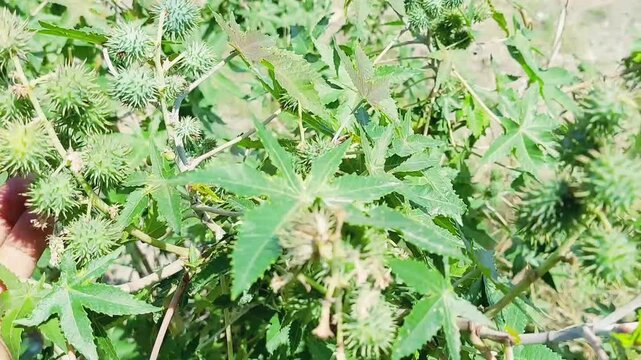 Green Spiky Castor Oil Plant Seed Pods Growing In Nature