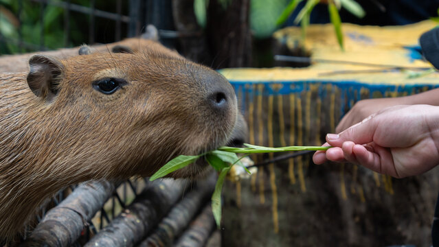 close up of a cute capybara being hand fed fresh green leaves by a visitor at a zoo park environment, showing gentle interaction with wildlife animals.