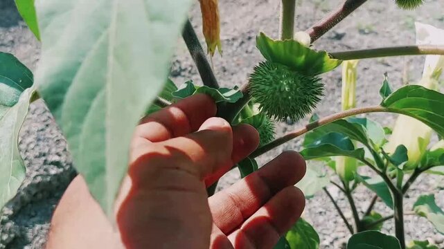 Green Spiky Datura Stramonium Seed Pods And White Trumpet Flowers