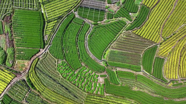 Aerial view of terraced tea plantations interwoven with rapeseed flower fields in rural hills
