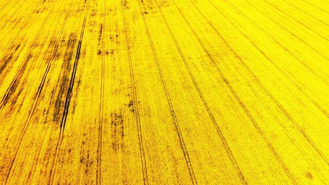 Large yellow canola field showing repeating parallel tractor tracks disappearing into the distance. Perspective view of yellow rapeseed field with tractor lines.