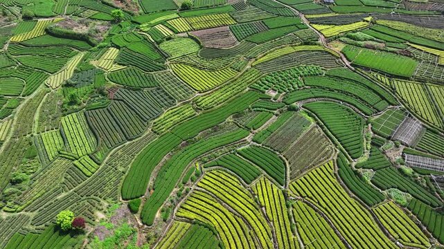 Aerial view of terraced tea plantations with interwoven green and yellow fields in rural southern China