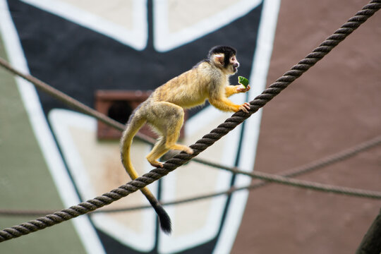 Common squirrel monkey (Saimiri sciureus) balancing on a thick rope while holding a piece of food in a zoo enclosure