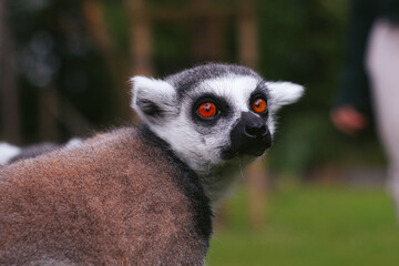 Ring-tailed lemur standing on a wooden platform with its long striped tail raised behind it © PIXDELUXE