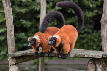 Fototapeta premium Two red ruffed lemurs standing side by side on a wooden platform in a natural zoo environment. 
