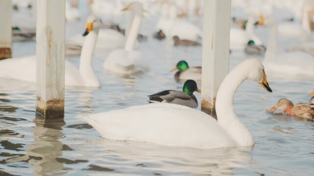 Swans and mallards near wooden posts, mixed flock feeding and drifting among pilings, male drake green heads contrasting white swan plumage, playful pecking and gentle splashes, waterfront refuge