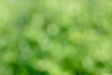 nature view of blurred greenery background. background natural green plants landscape, ecology, fresh wallpaper