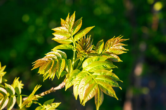 Vibrant green young leaves unfurling on a branch in the soft morning sunlight