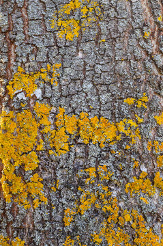 Close-up texture of tree bark with vibrant yellow and grey lichen growth