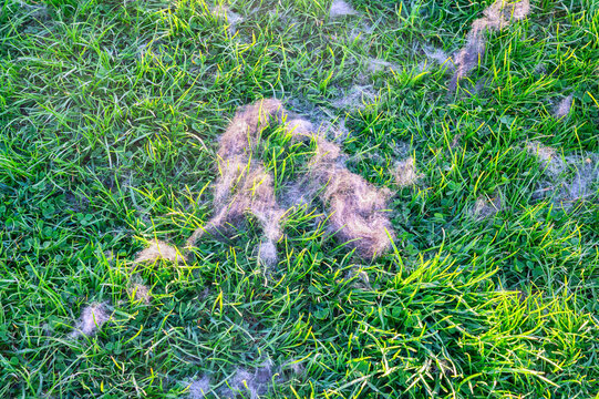 Close-up of fluffy animal fur clumps scattered across a vibrant green lawn in sunlight