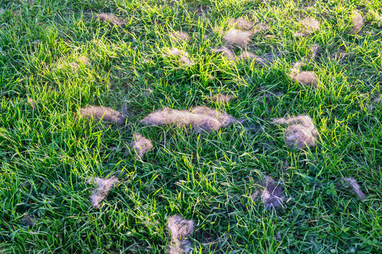 Scattered clumps of animal fur lie on a vibrant green lawn during a sunny day
