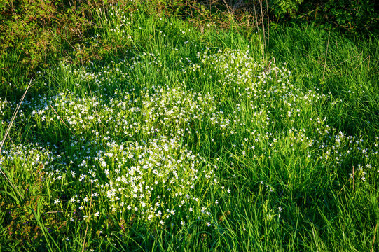 Field of delicate white wildflowers blooming in lush green grass under sunlight