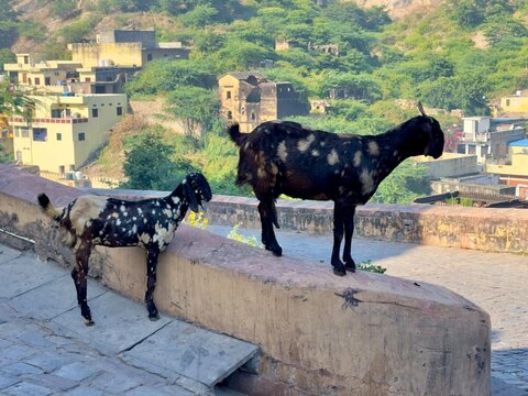 Ziegen am Fort Amber in Jaipur (Indien)