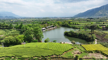 Naklejka premium Terraced tea fields surrounding a tranquil lake with rolling mountains and rural village scenery