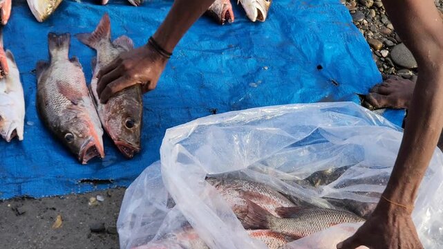 A vendor packing fresh fish into plastic bags in a simple fish market, reflecting small-scale local economy.