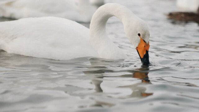 White swans feeding in shallow water, busy communal flock foraging among ducks, energetic dips and surface ripples. Wideangle broll capture of multiple profiles and orangeblack bills, cold overcast