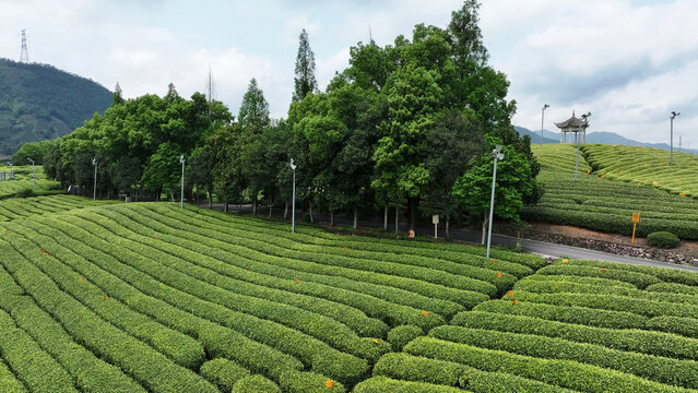 Longjing tea garden terraces with lush greenery and traditional pavilion in Hangzhou