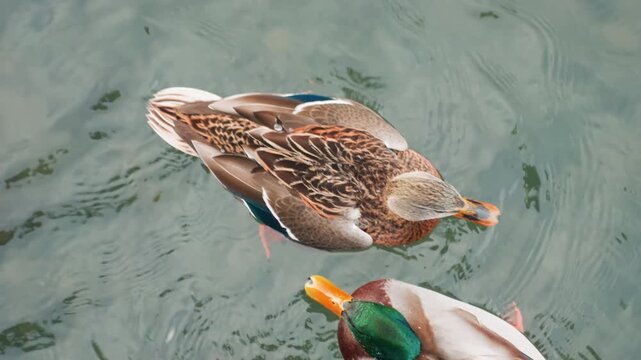 Ducks by dock. Aerial view capturing mallard near city dock with iridescent feathers. Contemplative mallard gliding through chilly waters with reflective iridescent plumage near urban dock