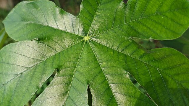 Closeup of fresh green leaf with natural texture, ideal for nature, plant, and eco friendly concepts.