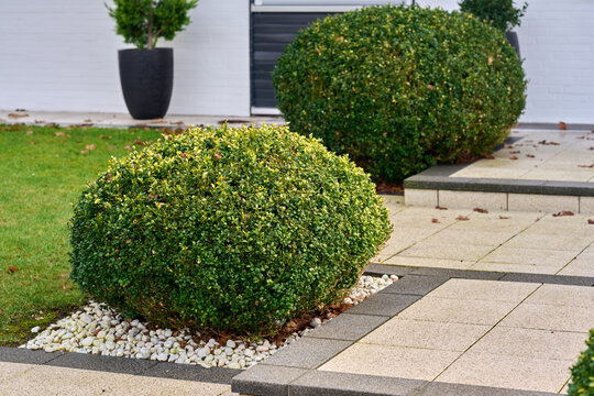 Green garden design