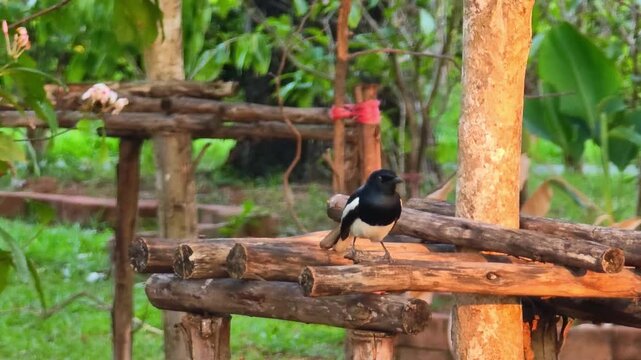 House magpie, in the garden, nature.