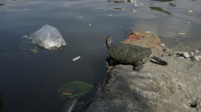 turtle in a pond