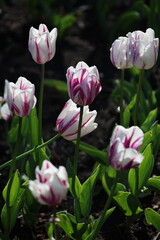 Fototapeta premium Rare varieties of tulips in the park