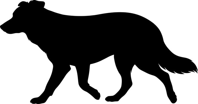 Walking canine silhouette of a long haired border collie