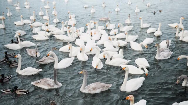 Serene icy lake with flying winter birds. Chilly overcast day depicting lively waterfowl migration scene. Bustling icy lake teeming with migrating swans and ducks during winter months