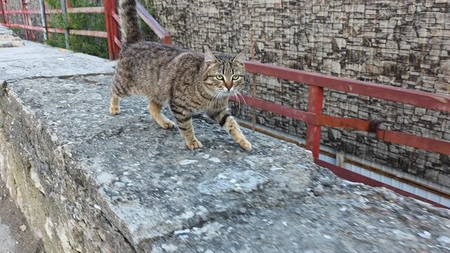 Feline Explores Environment. Cat Maneuvering Across Urban Structures. Striped Cat Traveling Along City Barriers. Observant Feline Traverses Various Manmade Obstacles With Agility And Purpose