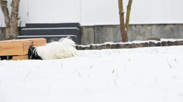 meerschweinchen schnee winter tier natur nager laufen rennen