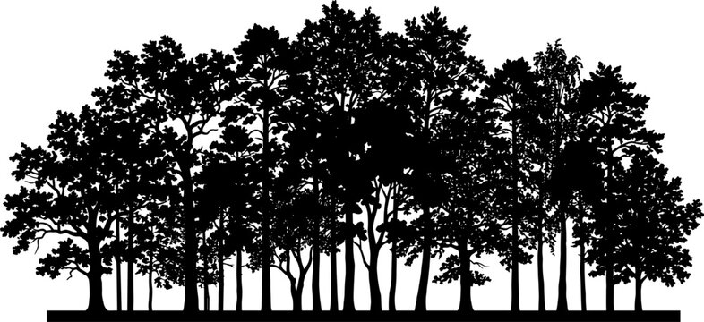 Woodland treeline forest marks the distant horizon