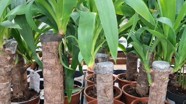 Close-up young Yucca elephantipes (Spineless Yucca) plants in brown plastic nursery pots. Thick woody trunks with wax-sealed tops, vibrant green leaves. Plant nursery, home decor, tropical houseplant 