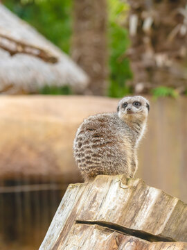 Suricate