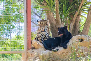 Fototapeten Puma Jaguar and black panther resting together in a natural habitat enclosure surrounded by greenery and a wire fence  © JuLady_studio