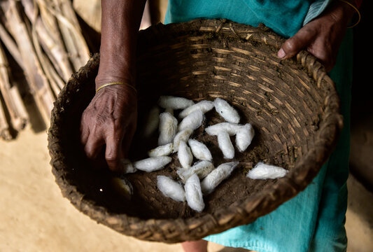 a basket of silkworm cocoons