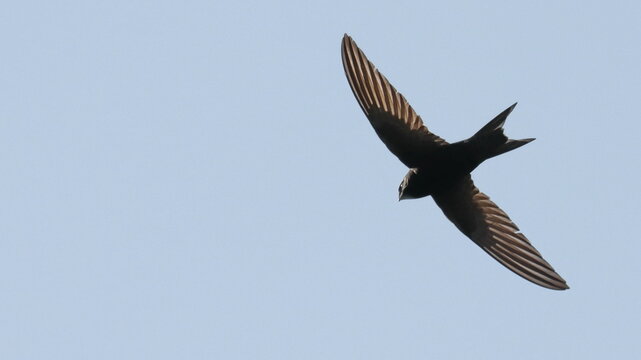 Pallid Swift in flight, Apus pallidus, birds of Montenegro