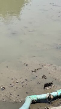 Mudskippers are walking on water, at the mangrove forest. Vertical video