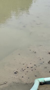 Mudskippers are walking on water, at the mangrove forest. Vertical video