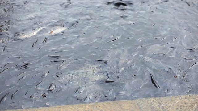 Fishes suffocated in the water and coming to the surface to breathe 