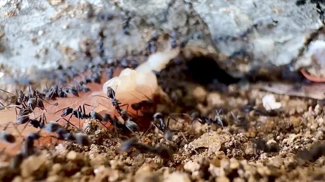 High-resolution 4K macro footage shows ants congregating and foraging near the entrance of their nest, moving along the entrance of the burrow, carrying excavated soil and food back down into the ho