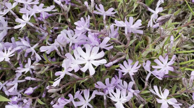 Field of purple creeping phlox flowers blooming in spring garden