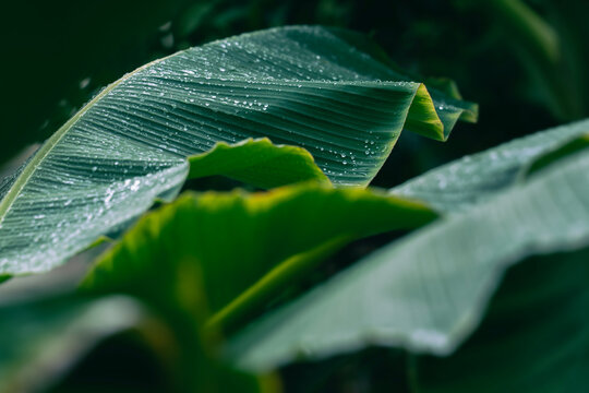 Green banana leaves with raindrops, Tropical foliage pattern with bokeh and deep shadows.