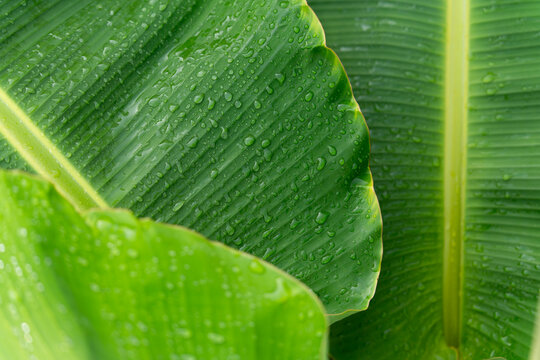 Raindrops on green banana leaf texture, Fresh natural background